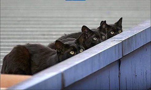 Три черных кошки